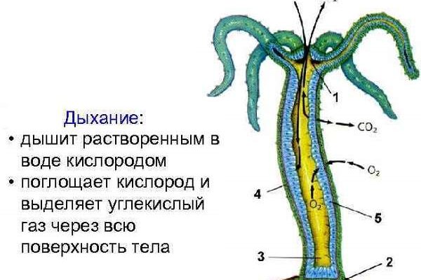 Как пополнить кошелек кракена
