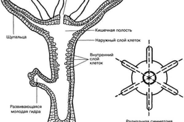 Кракен верификация